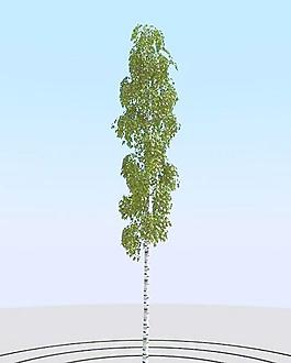 高精細(xì)樺樹模型 birch 06