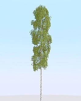 高精細(xì)樺樹模型 birch 05