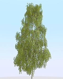 高精細(xì)樺樹模型 birch 04