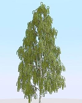 高精細(xì)樺樹(shù)模型 birch 03