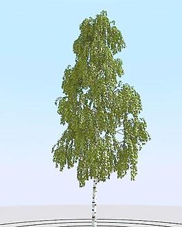 高精細(xì)樺樹模型 birch 02