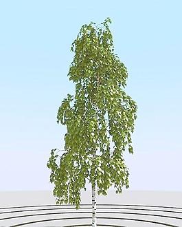 高精細樺樹模型 birch 01