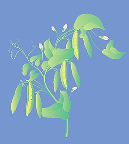 香豌豆矢量插畫