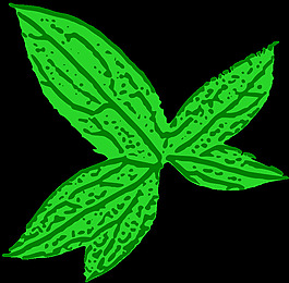 綠色的葉子