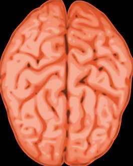 腦