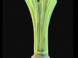 植物造型玻璃花瓶 vases 37