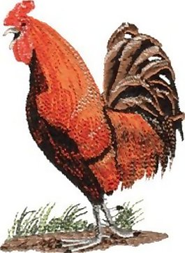 繡花 動(dòng)物 公雞 色彩 紅色 免費(fèi)素材