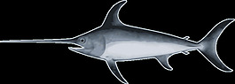 旗魚