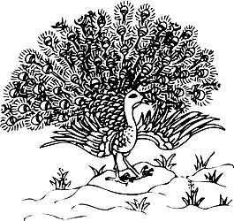 印花矢量圖 動物 鳥類 孔雀開屏 色彩 免費素材