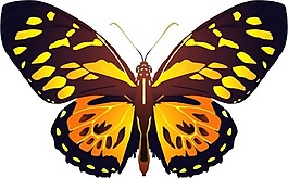 印花矢量圖 動物 蝴蝶 色彩 黑色 免費素材