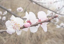 杏花圖片