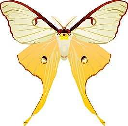 印花矢量圖 動物 蝴蝶 色彩 黃色 免費素材
