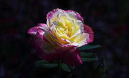 月季花圖片