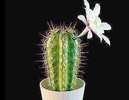 仙人掌 開花的仙人球 19 （高模）