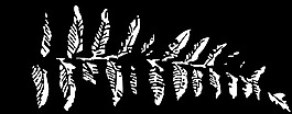 蕨类植物分会