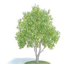 高精度樹木061 citrus sinensis 橙樹