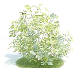 059 ficus carica 無花果樹