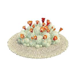 057 echinocereus triglochidiatus 仙人掌