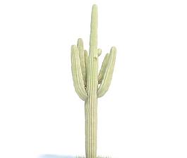 沙漠植物055 carnegiea gigantea 巨人柱仙人掌