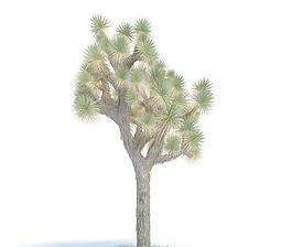 053 yucca brevifolia 短葉絲蘭