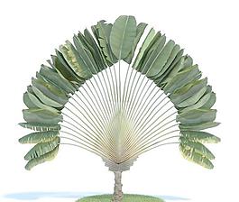 052 ravenala madagascariensis 旅人蕉