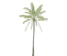 050 elaeis guineensis 油棕