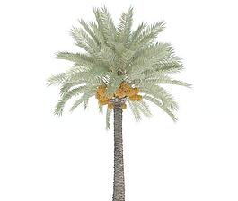 049 phoenix dactylifera 海棗樹