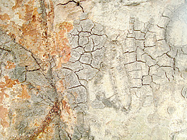 textured_bark
