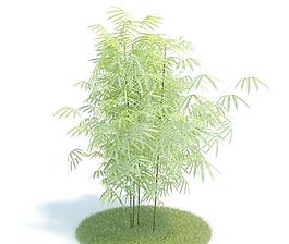 竹子高模047 phyllostachys aurea 黄花竹