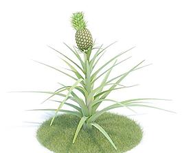 043 ananas comosus 菠蘿