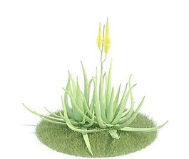 045 aloe vera 蘆薈