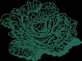 荷蘭甘藍(lán)