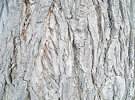 tree_bark