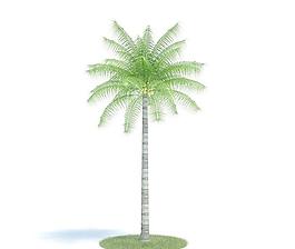 036 Cocos nucifera 椰子樹