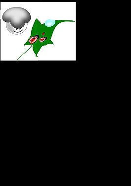 mariquitas