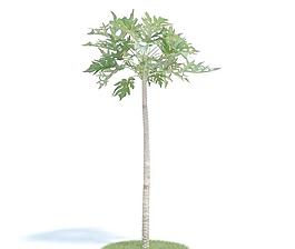 高精度樹木031 papaya 番木瓜樹