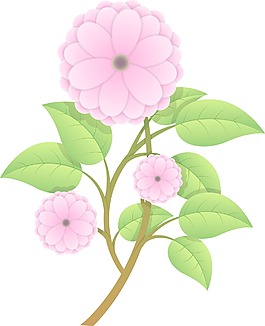 美麗的粉紅色的雛菊