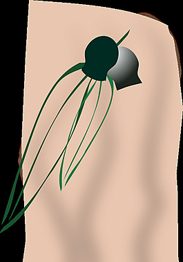 gumleaves
