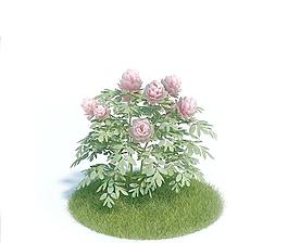 高精细花卉模型019 peonia 牡丹