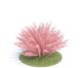 高精細(xì)植物017 muhlenbergia capillaris 毛芒亂子草