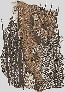 繡花 動(dòng)物 獅子 色彩 橙色 免費(fèi)素材