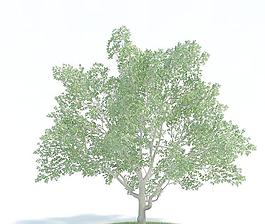 高精細(xì)樹木016 magnolia virginiana