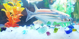 魚