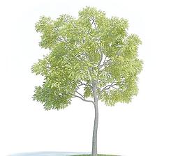 高精細(xì)樹(shù)木014 juglans nigra 黑胡桃