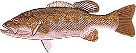 繡花 動(dòng)物 魚(yú) 色彩 吉祥 免費(fèi)素材