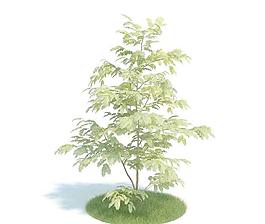 高精细树木002 albizzia 合欢树