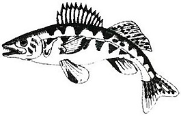 繡花 動(dòng)物 魚(yú) 色彩 吉祥 免費(fèi)素材