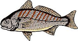 繡花 動(dòng)物 魚(yú) 色彩 吉祥 免費(fèi)素材