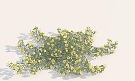 rose 12 散在地上生长的玫瑰花