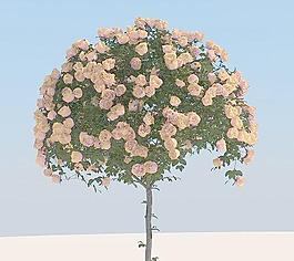 rose 03 粉色玫瑰花